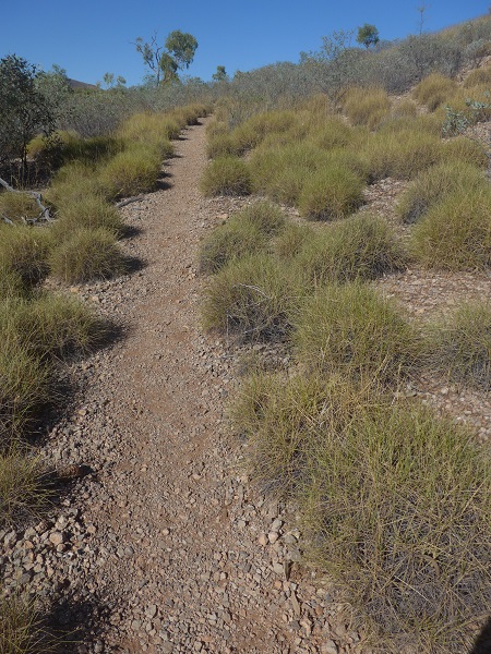 Leitplanke: Wenn man trunken von der Sonne vom Weg ab kommet sticht einem das Wüstengras durch die Hose ins Bein und man läuft wieder auf Spur eins.