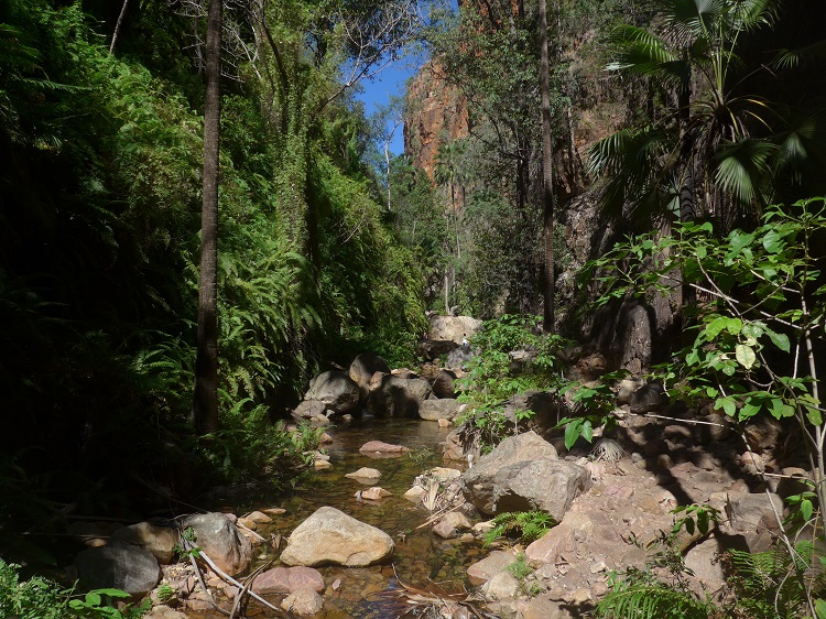 El Questro Gorge: Ein Dschungel in einer engen Schlucht.