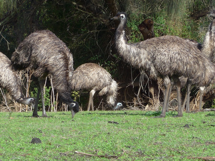 Emu: Irgend wo muss es doch noch was zu futtern geben.